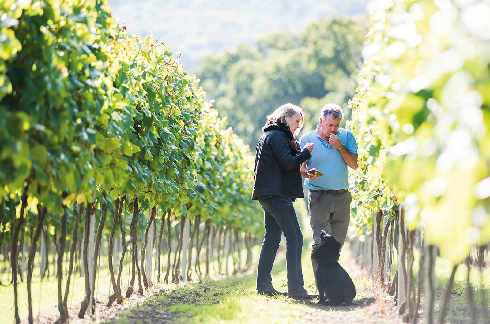 Mountfield vineyard vines