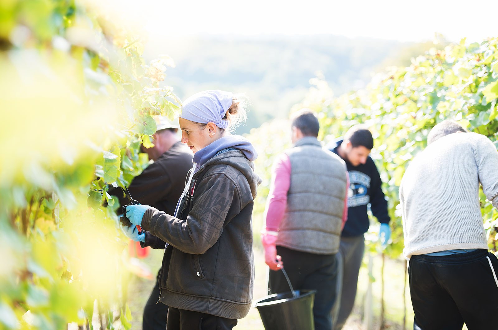 Harvest 2025: Our Best Vintage Yet